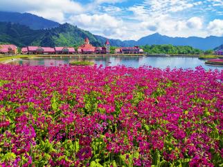 報春花